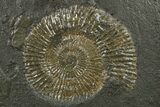 Jurassic Ammonite (Hildoceras) Fossil - Posidonia Shale, Germany #264533-2